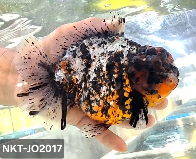 Thai Jumbo Calico Yuanbao Oranda by NK THAILAND 5.00 inch Body (NKT-JO2017)