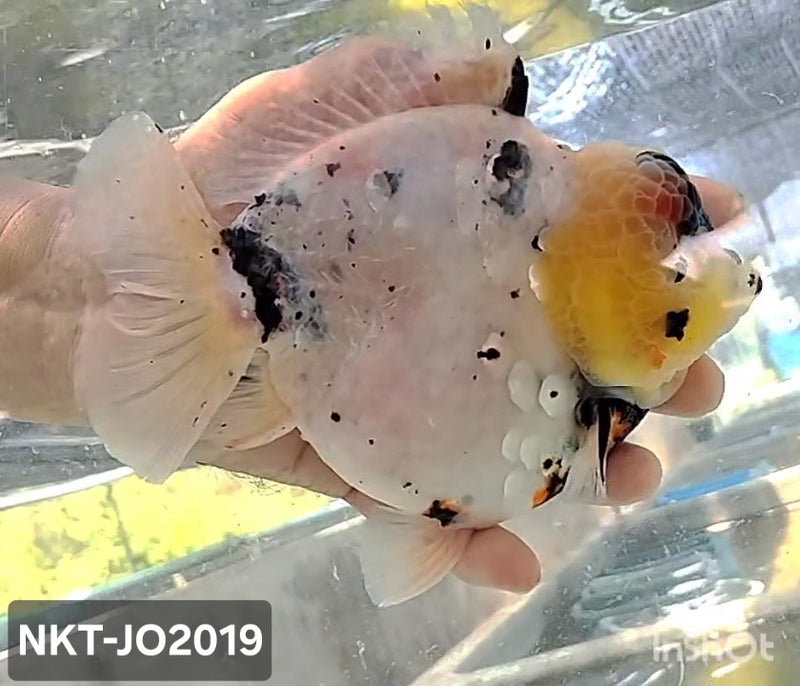 Thai Jumbo White Tiger Calico Yuanbao Oranda by NK THAILAND 5.00 inch Body (NKT-JO2019)