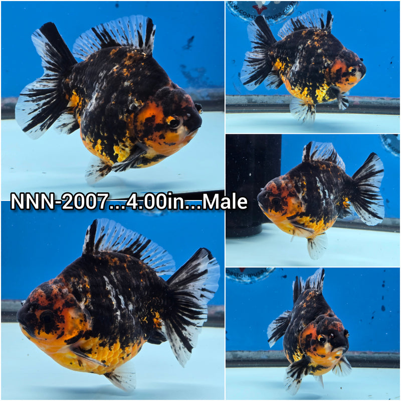 Thai Red Tiger Calico Oranda Yuanbao by NK Thailand 4.00 inch Body Male (NNN-2007)SHOWTANK