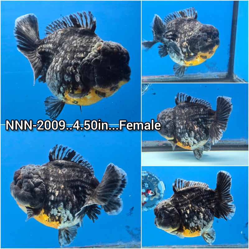 Thai Jumbo Calico Oranda Yuanbao by NK Thailand 4.50 inch Body Female (NNN-2009)SHOWTANK