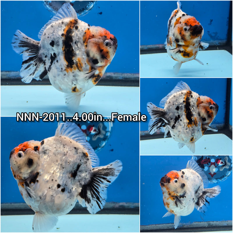 Thai Calico Oranda Yuanbao by NK Thailand 4.00 inch Body Female (NNN-2011)SHOWTANK
