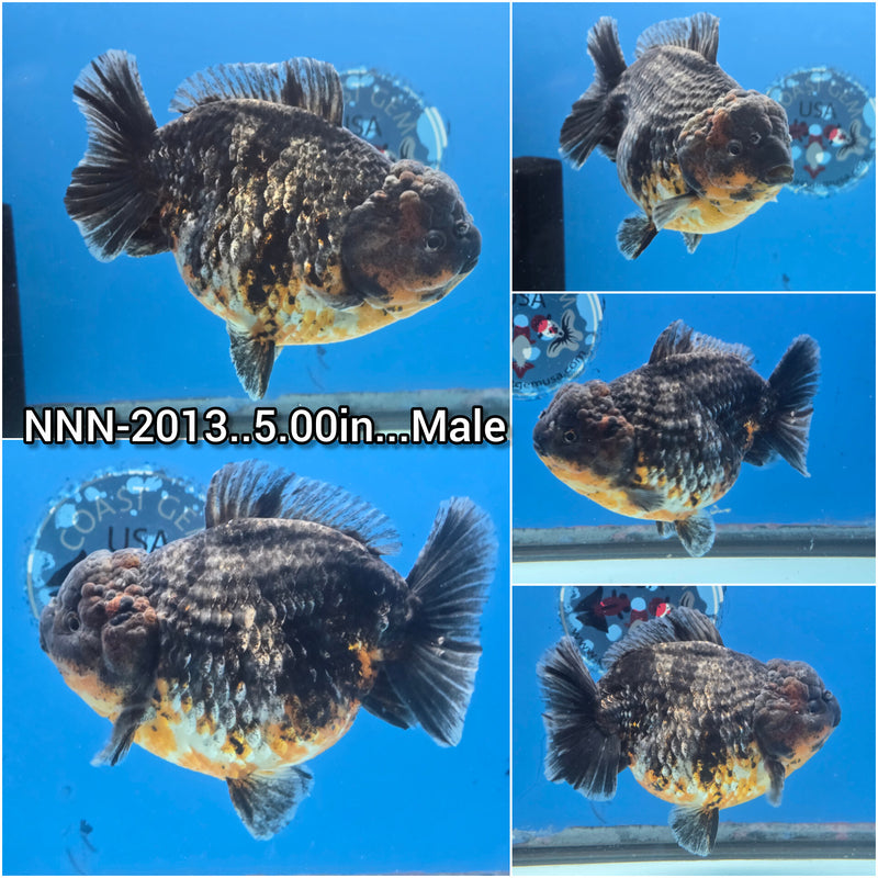 Thai Jumbo Calico Oranda Yuanbao by NK Thailand 5.00 inch Body Male (NNN-2013)SHOWTANK