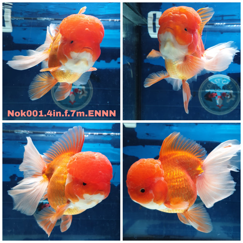 (NOK-001) Thai Red Orchid Tail Oranda 4.00 inch Body Female 7 Months Age