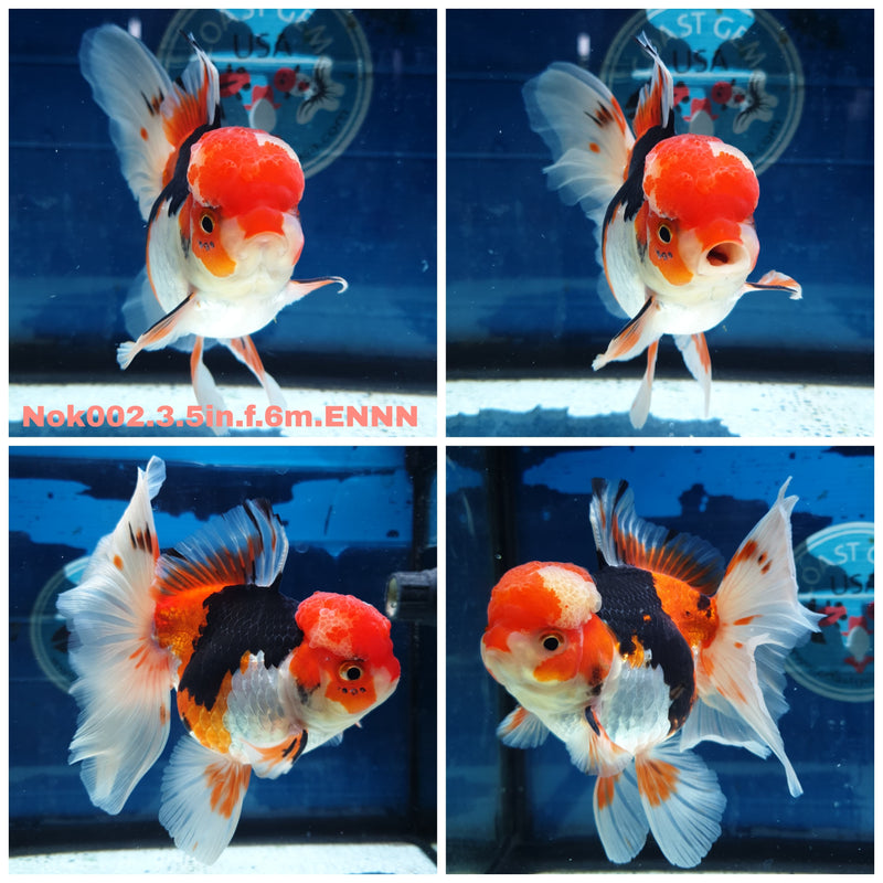 (NOK-002) Thai Tri Color Orchid Tail Oranda 3.50 inch Body Female 6 Months Age