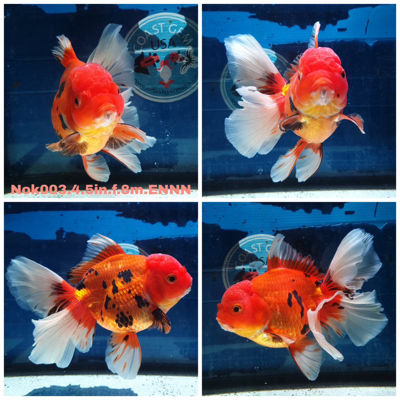 (NOK-003) Thai Jumbo Apache Orchid Tail Oranda 4.50 inch Body Female 8 Months Age