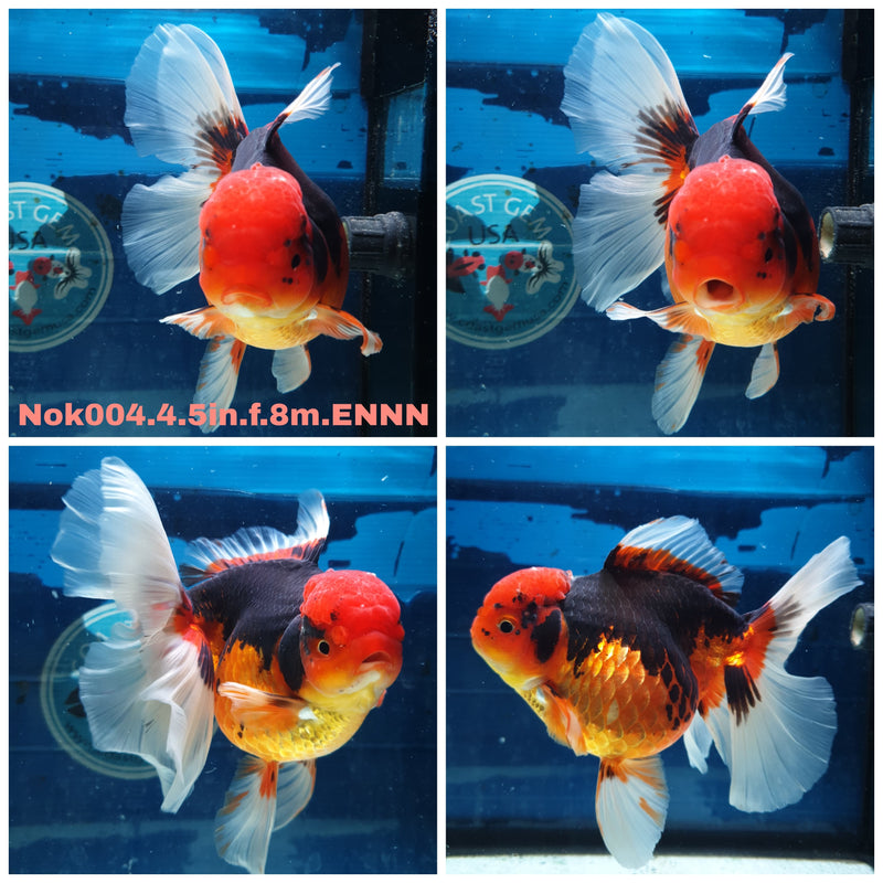 (NOK-004) Thai Jumbo Apache Orchid Tail Oranda 4.50 inch Body Female 8 Months Age