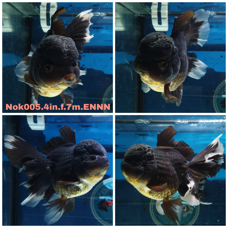(NOK-005) Thai Black Orchid Tail Oranda 4.00 inch Body Female 7 Months Age