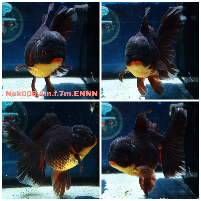(NOK-006) Thai Apache Orchid Tail Oranda 4.00 inch Body Female 7 Months Age