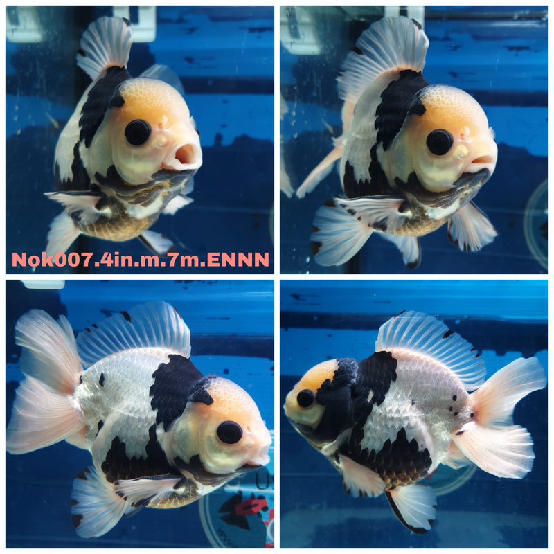 (NOK-007) Thai Panda Yuanbao Oranda 4.00 inch Body Male 7 Months Age