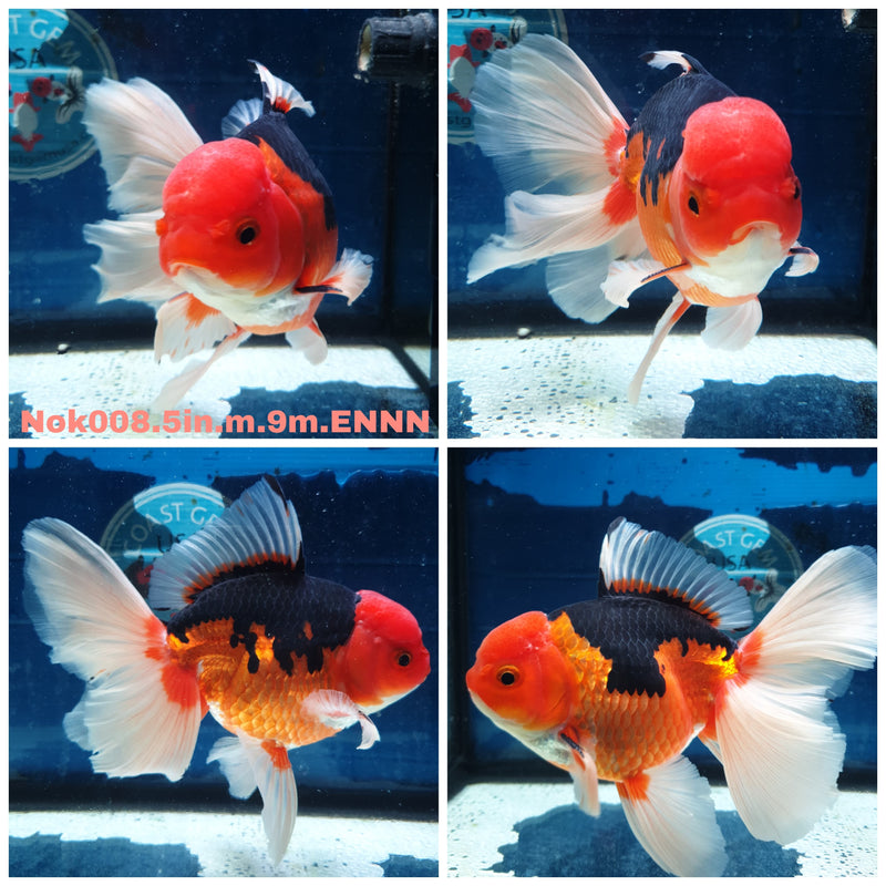 (NOK-008) Thai Jumbo Apache Orchid Tail Oranda 5.00 inch Body Male 9 Months Age