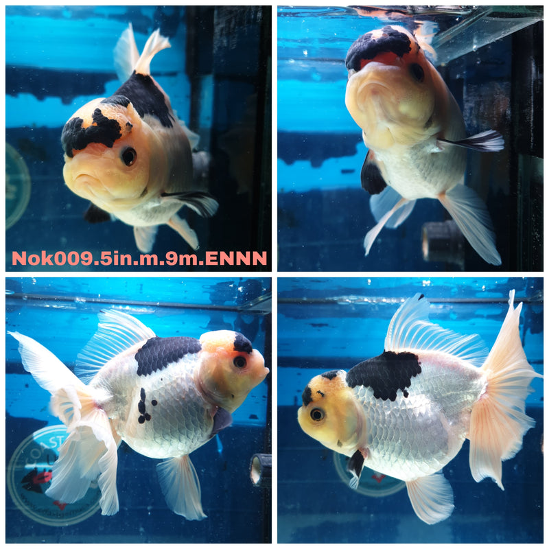 (NOK-009) Thai Jumbo Panda Orchid Tail Oranda 5.00 inch Body Male 9 Months Age