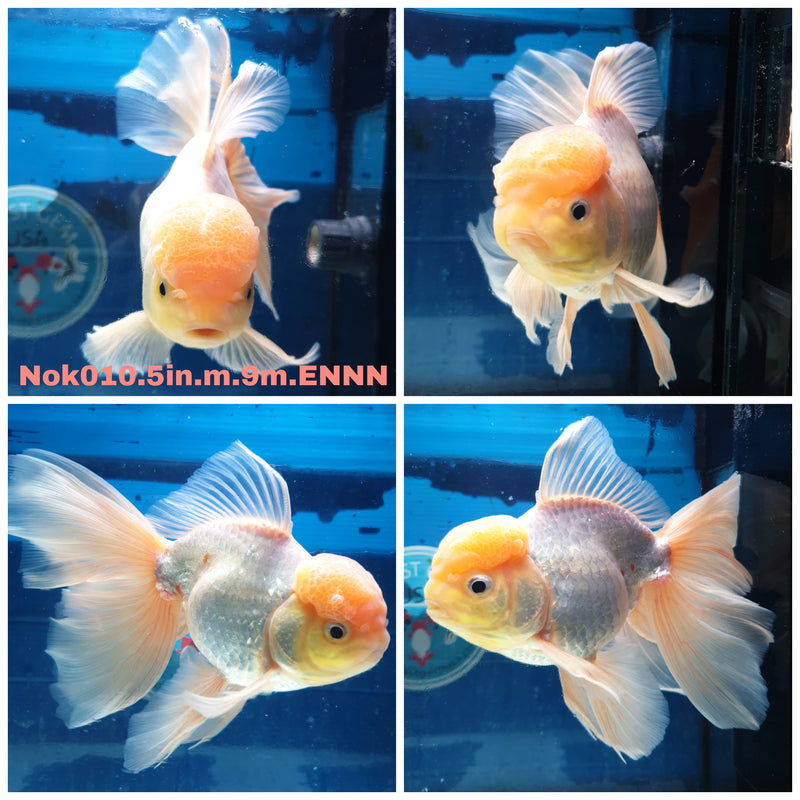 (NOK-010) Thai Jumbo Lemon Head Orchid Tail Oranda 5.00 inch Body Male 9 Months Age
