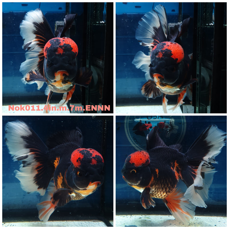 (NOK-011) Thai Apache Orchid Tail Oranda 4.00 inch Body Male 7 Months Age