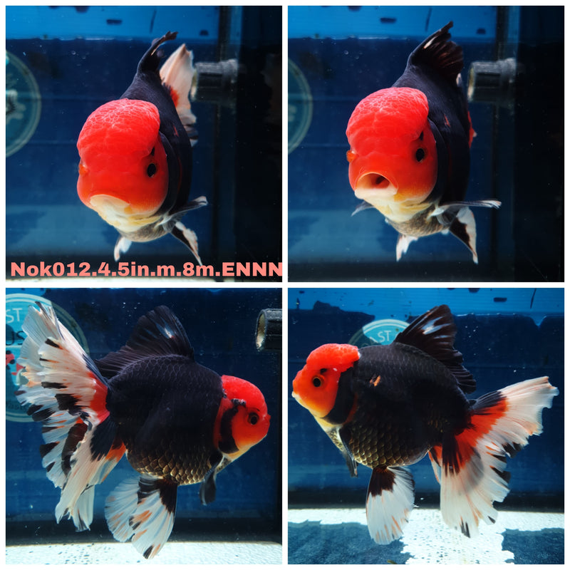 (NOK-012) Thai Jumbo Black Body Red Cap 4.50 inch Body Male 8 Months Age