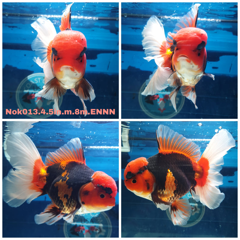 (NOK-013) Thai Jumbo Apache Orchid Tail Oranda 4.50 inch Body Male 8 Months Age