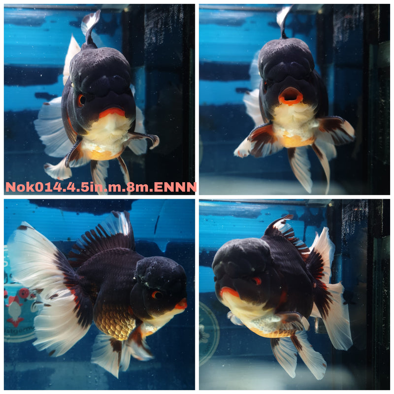 (NOK-014) Thai Jumbo Apache Orchid Tail Oranda 4.50 inch Body Male 8 Months Age