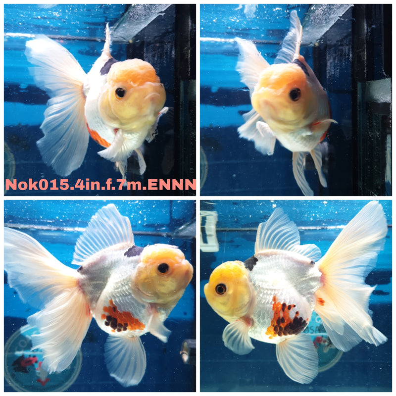(NOK-015) Thai Tri Color Orchid Tail Oranda 4.00 inch Body Female 7 Months Age