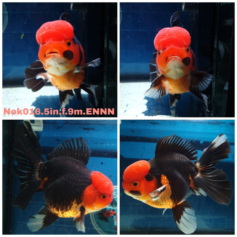 (NOK-016) Thai Jumbo Apache Orchid Tail Oranda 5.00 inch Body Female 9 Months Age