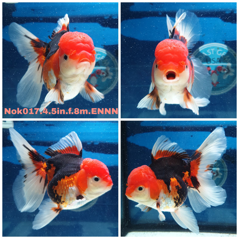 (NOK-017) Thai Jumbo Tri Color Orchid Tail Orand 4.50 inch Body Female 8 Months Age