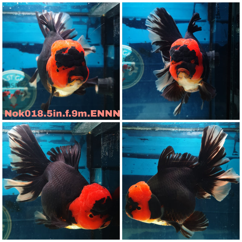 (NOK-018) Thai Jumbo Black Body Red Cap 5.00 inch Body Female 9 Months Age