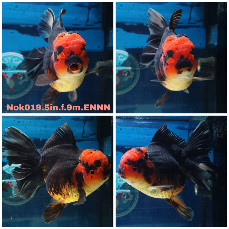 (NOK-019) Thai Jumbo Apache Orchid Tail Oranda 5.00 inch Body Female 9 Months Age