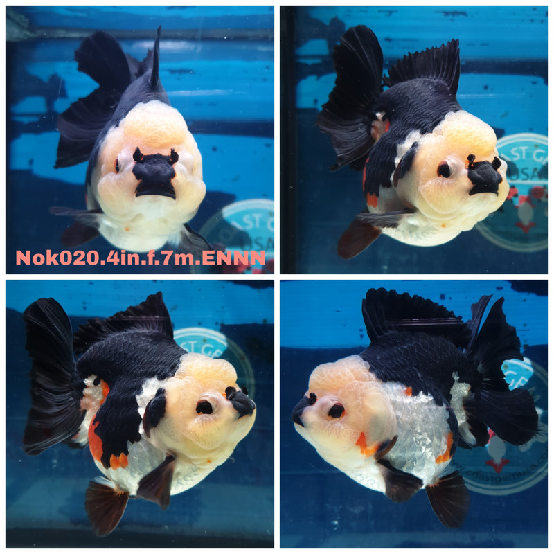 (NOK-020) Thai Tri Color Yuanbao Oranda 4.00 inch Body Female 7 Months Age