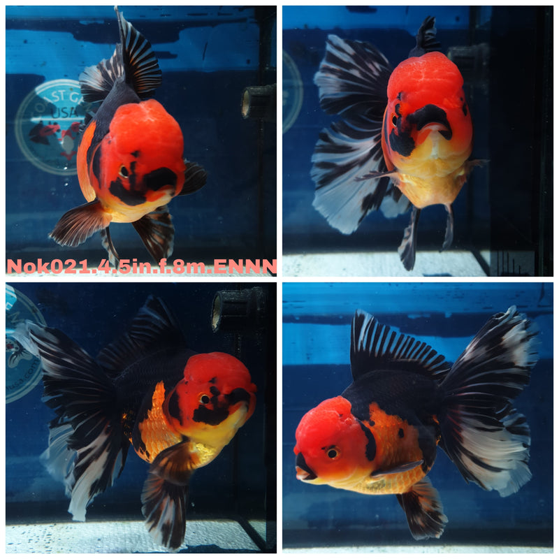 (NOK-021) Thai Jumbo Apache Orchid Tail Oranda 4.50 inch Body Female 8 Months Age