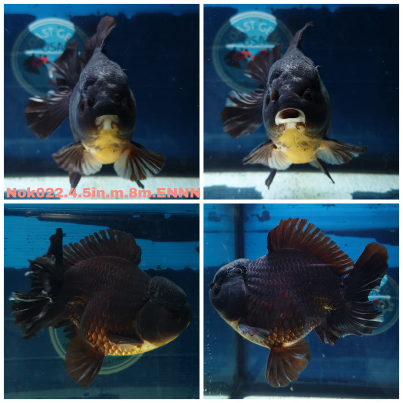 (NOK-022) Thai Jumbo Black Orchid Tail 4.50 inch Body Male 8 Months Age