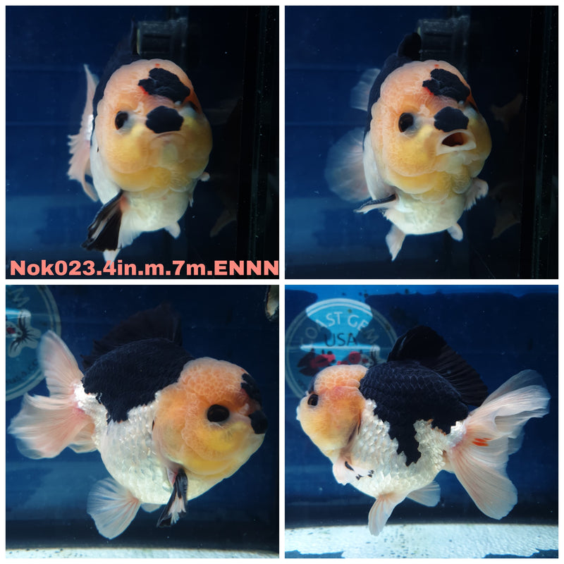 (NOK-023) Thai Panda Yuanbao Oranda 4.00 inch Body Male 7 Months Age