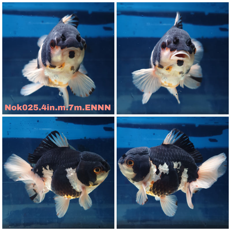 (NOK-025) Thai Panda Yuanbao Oranda 4.00 inch Body Male 7 Months Age