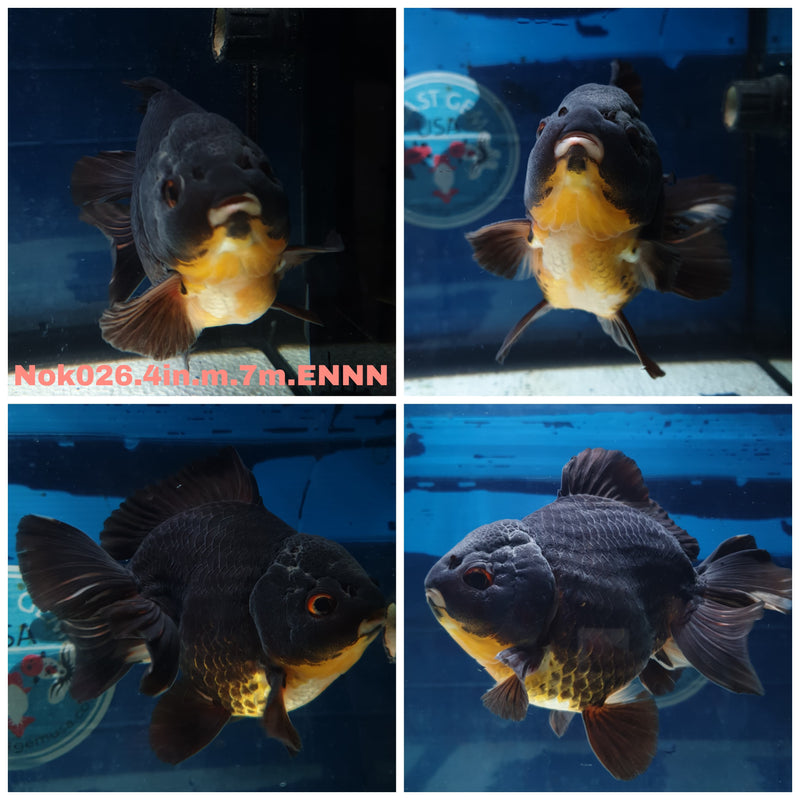 (NOK-026) Thai Black Yuanbao Oranda 4.00 inch Body Male 7 Months Age