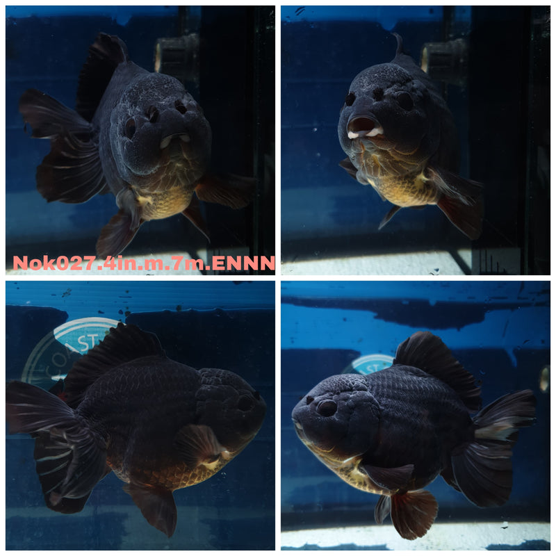(NOK-027) Thai Black Yuanbao Oranda 4.00 inch Body Male 7 Months Age