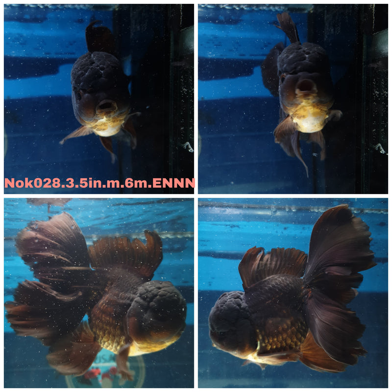 (NOK-028) Thai Black Orchid Tail Oranda 3.50 inch Body Male 6 Months Age