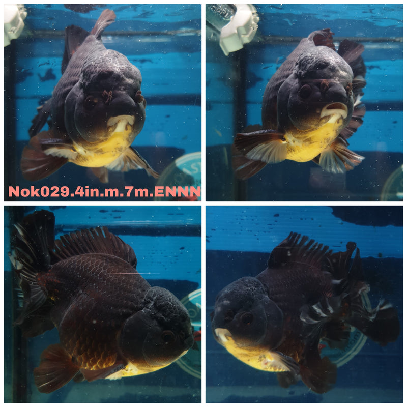(NOK-029) Thai Black Yuanbao Oranda 4.00 inch Body Male 7 Months Age