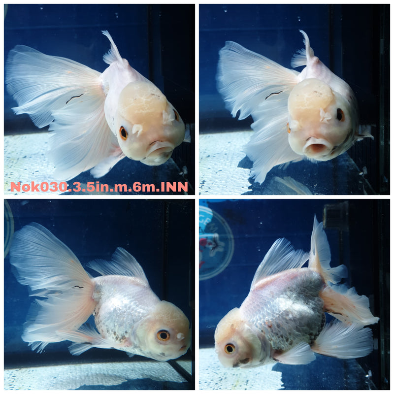 (NOK-030) Thai Lemon Head White Orchid Tail Oranda 3.50 inch Body Male 6 Months Age