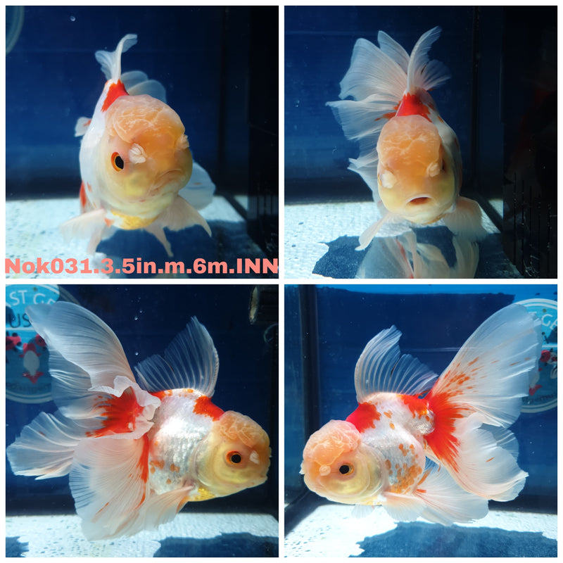 (NOK-031) Thai Red/White Orchid Tail Oranda 3.50 inch Body Male 6 Months Age