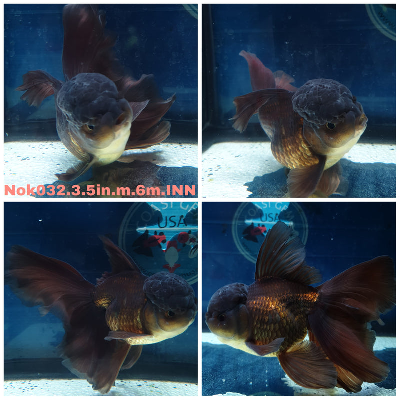 (NOK-032) Thai Black Orchid Tail Oranda 3.50 inch Body Male 6 Months Age