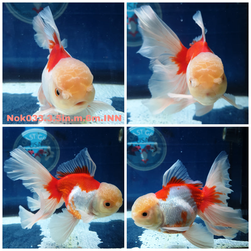 (NOK-033) Thai Red/White Orchid Tail Oranda 3.50 inch Body Male 6 Months Age