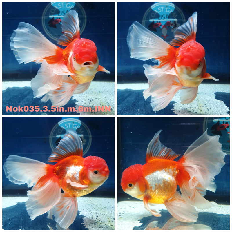 (NOK-035) Thai Red/White Orchid Tail Oranda 3.50 inch Body Male 6 Months Age