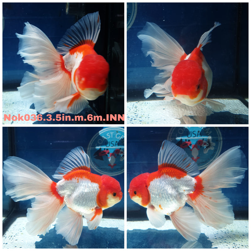 (NOK-036) Thai Red/White Orchid Tail Oranda 3.50 inch Body Male 6 Months Age