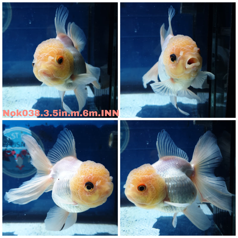 (NOK-038) Thai Lemon Head White Orchid Tail Oranda 3.50 inch Body Male 6 Months Age