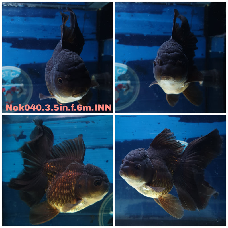 (NOK-040) Thai Black Orchid Tail Oranda 3.50 inch Body Female 6 Months Age