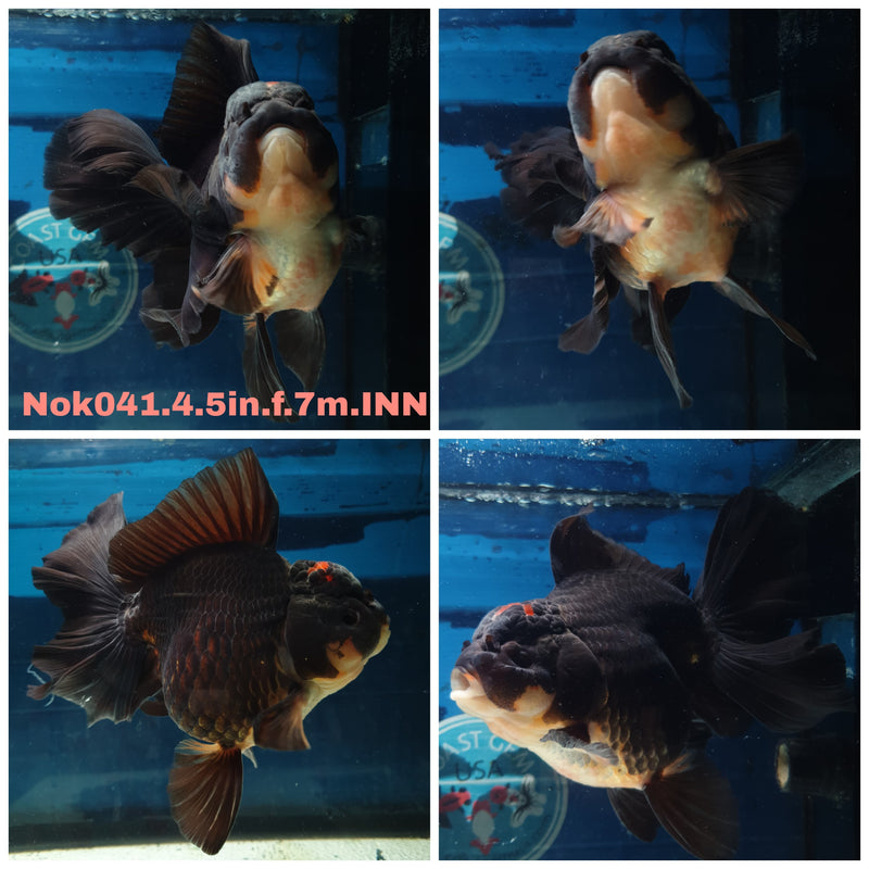 (NOK-041) Thai Jumbo Apache Orchid Tail Oranda 4.50 inch Body Female 7 Months Age