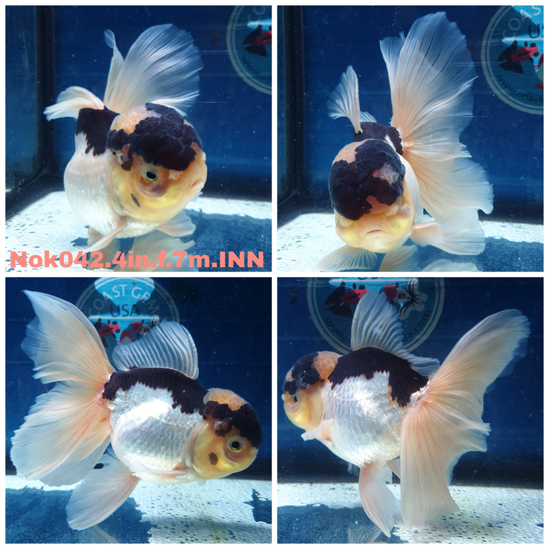 (NOK-042) Thai Panda Orchid Tail Oranda 4.00 inch Body Female 7 Months Age