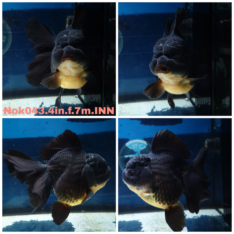 (NOK-043) Thai Black Orchid Tail Oranda 4.00 inch Body Female 7 Months Age