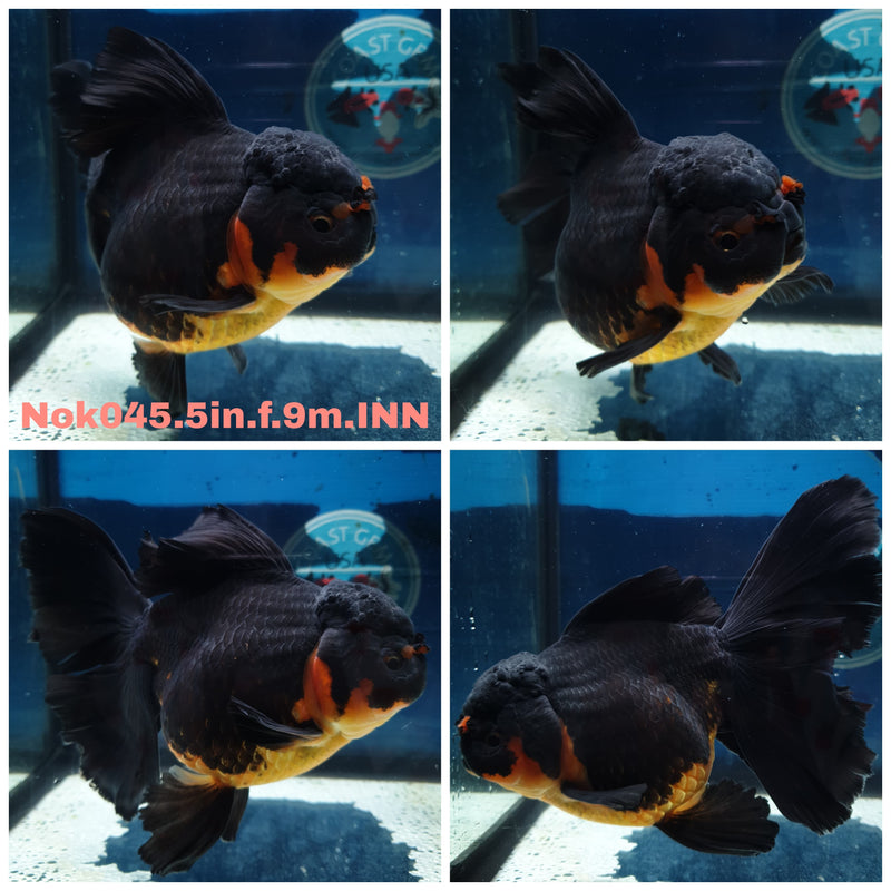 (NOK-045) Thai Jumbo Apache Orchid Tail Oranda 5.00 inch Body Female 9 Months Age