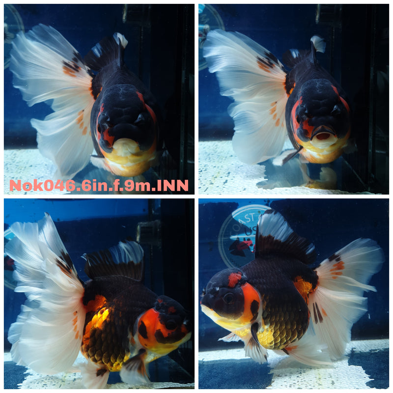 (NOK-046) Thai Jumbo Apache Orchid Tail Oranda 6.00 inch Body Female 9 Months Age