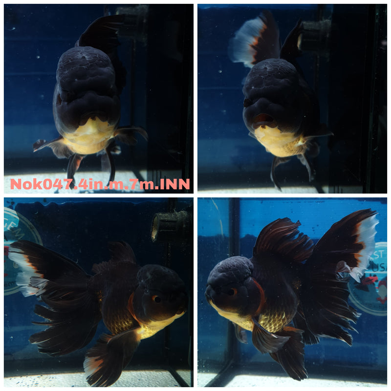 (NOK-047) Thai Black Orchid Tail Oranda 4.00 inch Body Male 7 Months Age