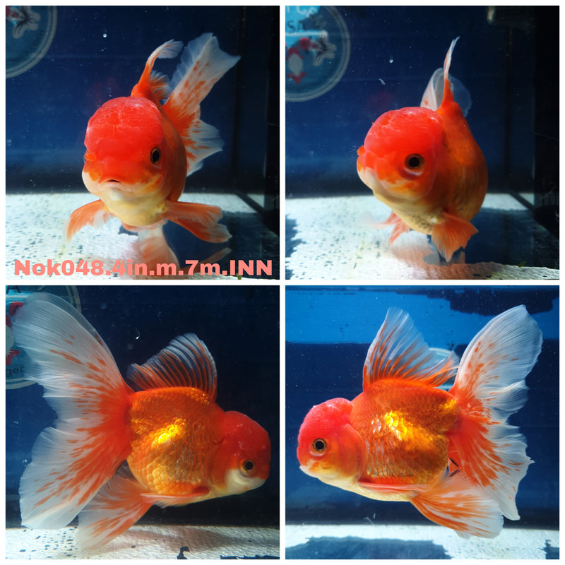 (NOK-048) Thai Red Flametail Orchid Tail Oranda 4.00 inch Body Male 7 Months Age