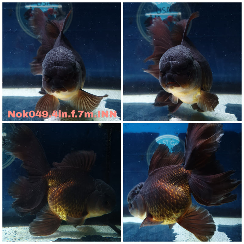 (NOK-049) Thai Black Orchid Tail Oranda 4.00 inch Body Female 7 Months Age